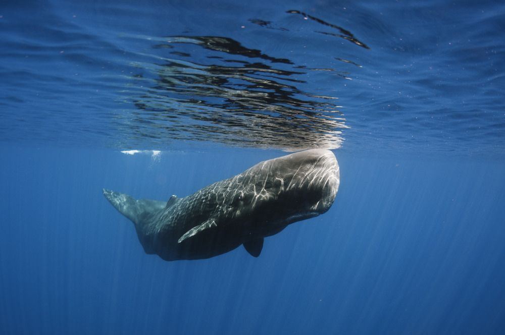 Sperm whale roar
