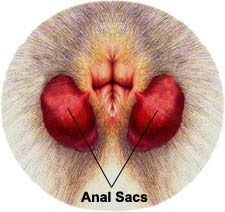 Chrysanthemum reccomend Anal sac removal