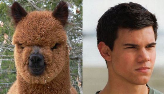 best of Lautner pictures Taylor funny