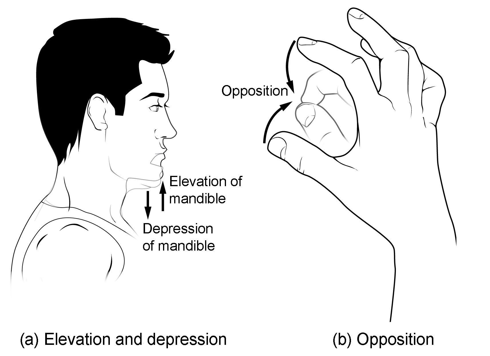 Cool-Whip reccomend Facial movements depression