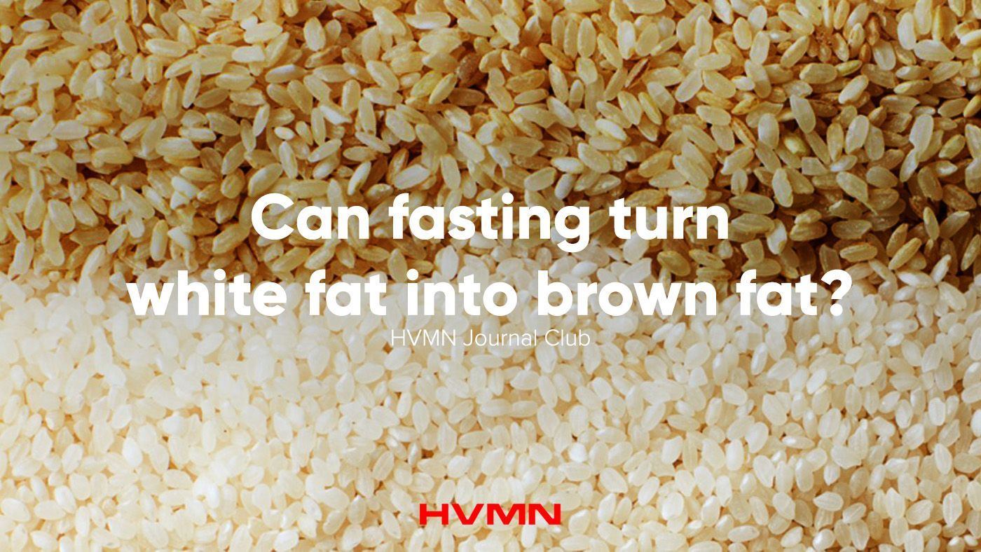 Brown rice fat