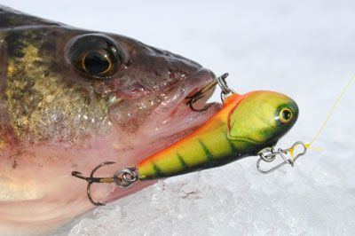 Combo reccomend Ice fishing chubby lure