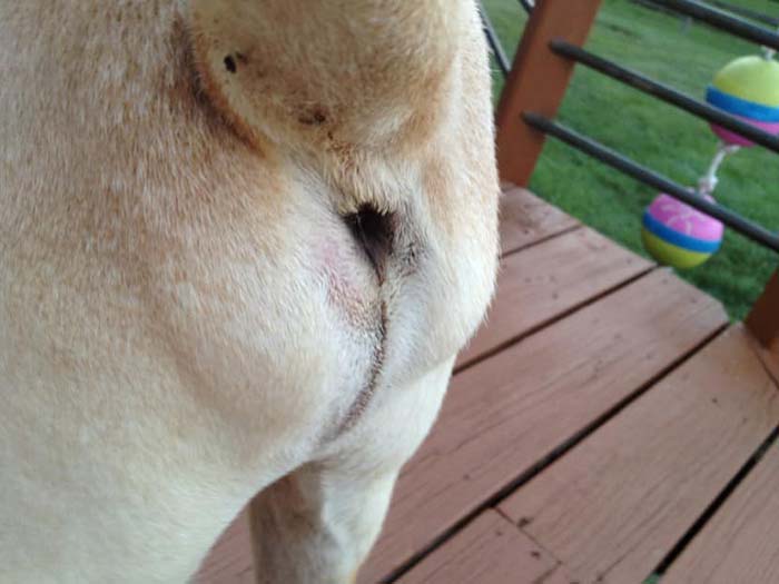 Canine ruptered anal glands