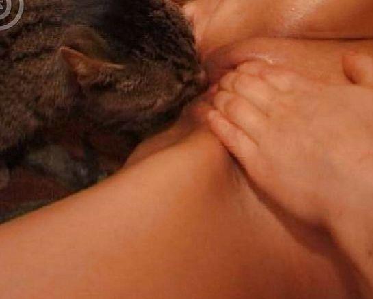 best of Tongue pussy Cat pic licks