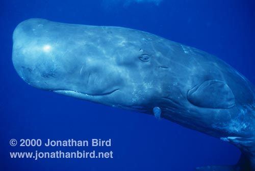 Twister reccomend Main predators for sperm whales WHAT EATS A WHALE?