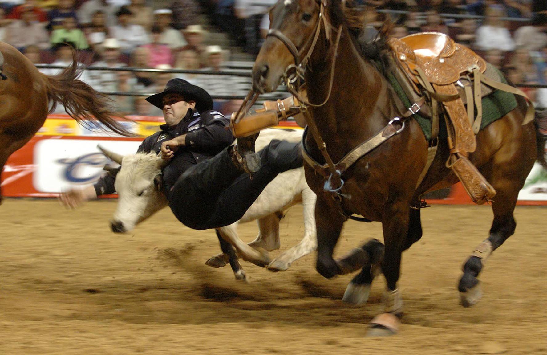 best of Riding saddle cow Amateur rodeo