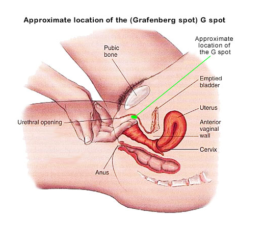 G male orgasm spot