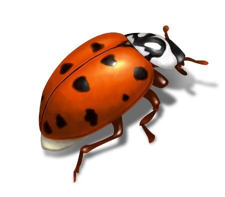 best of Control Asian ladybug