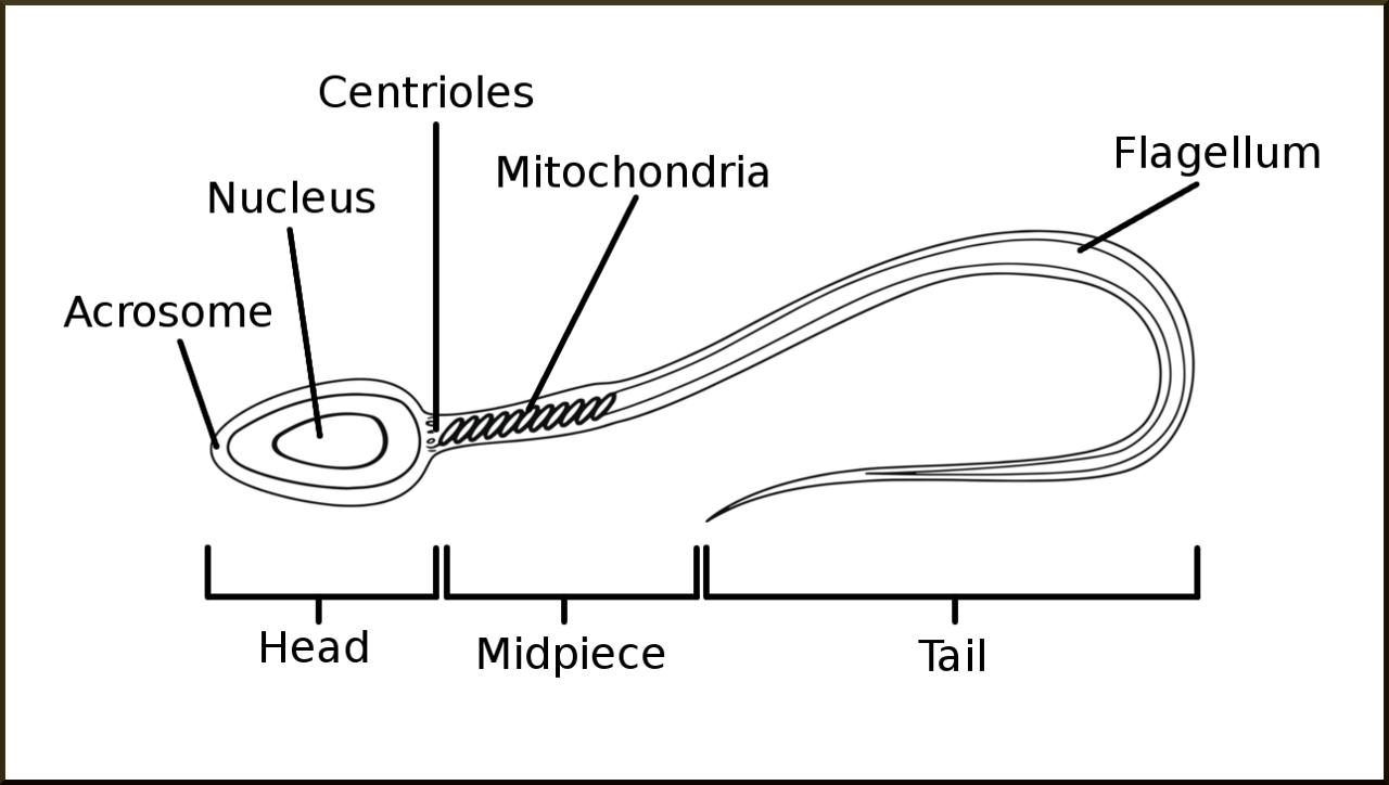 Boomstick reccomend diagram sperm Cell