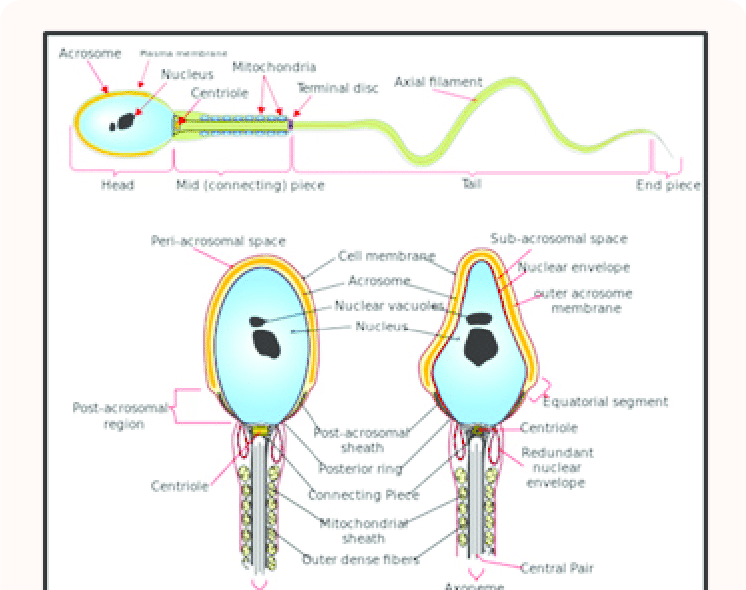 Cell diagram sperm