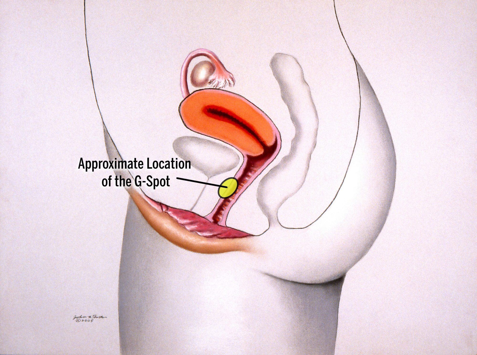 Anatomy of a g spot orgasm