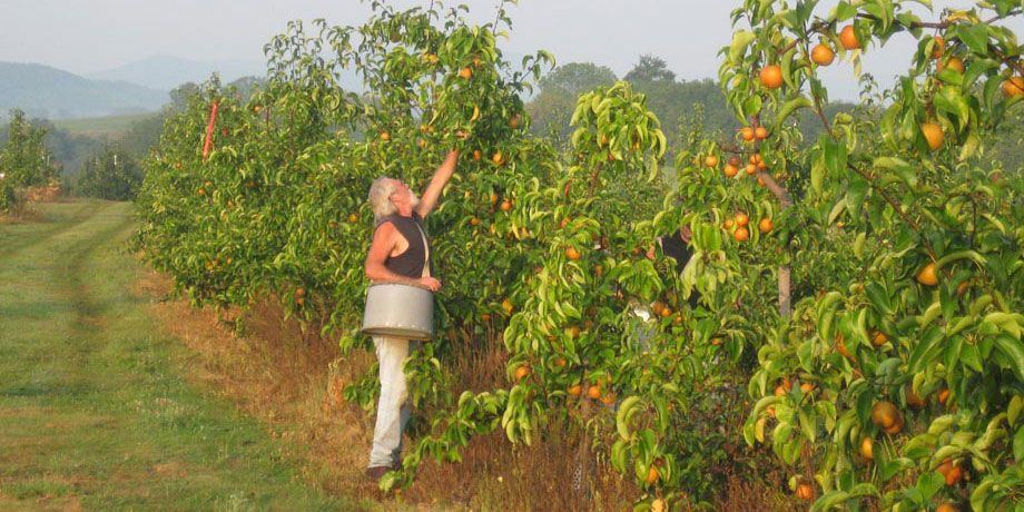 Sugar reccomend Asian pear tree planting