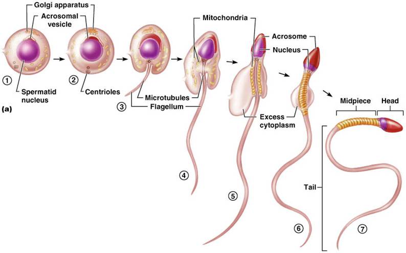 best of Of sperm develpoment Stage