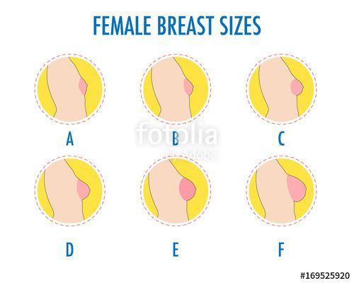 Bra sizes with boob pics