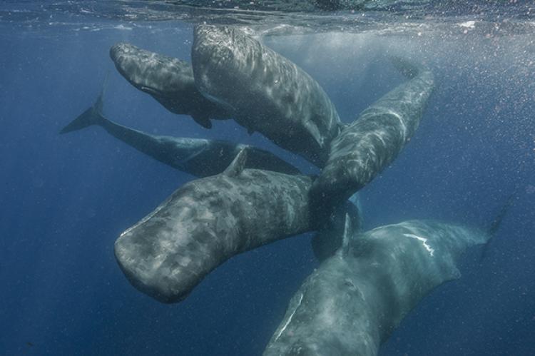 California reccomend whale groups Sperm mating