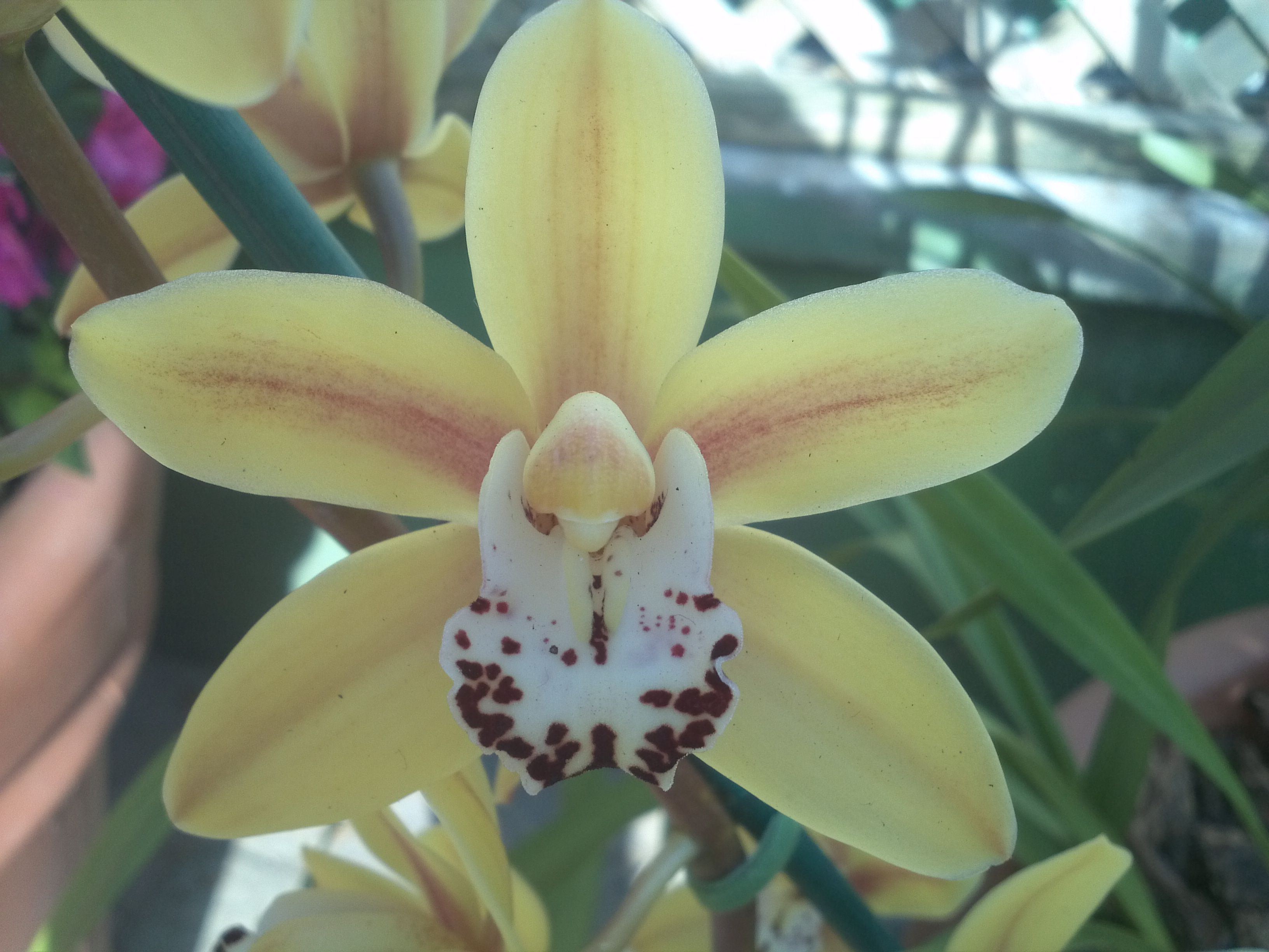 Get mature orchids