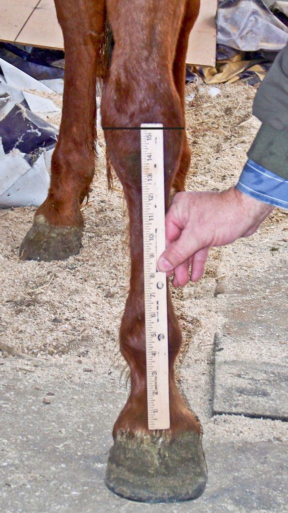 best of Height Foals mature