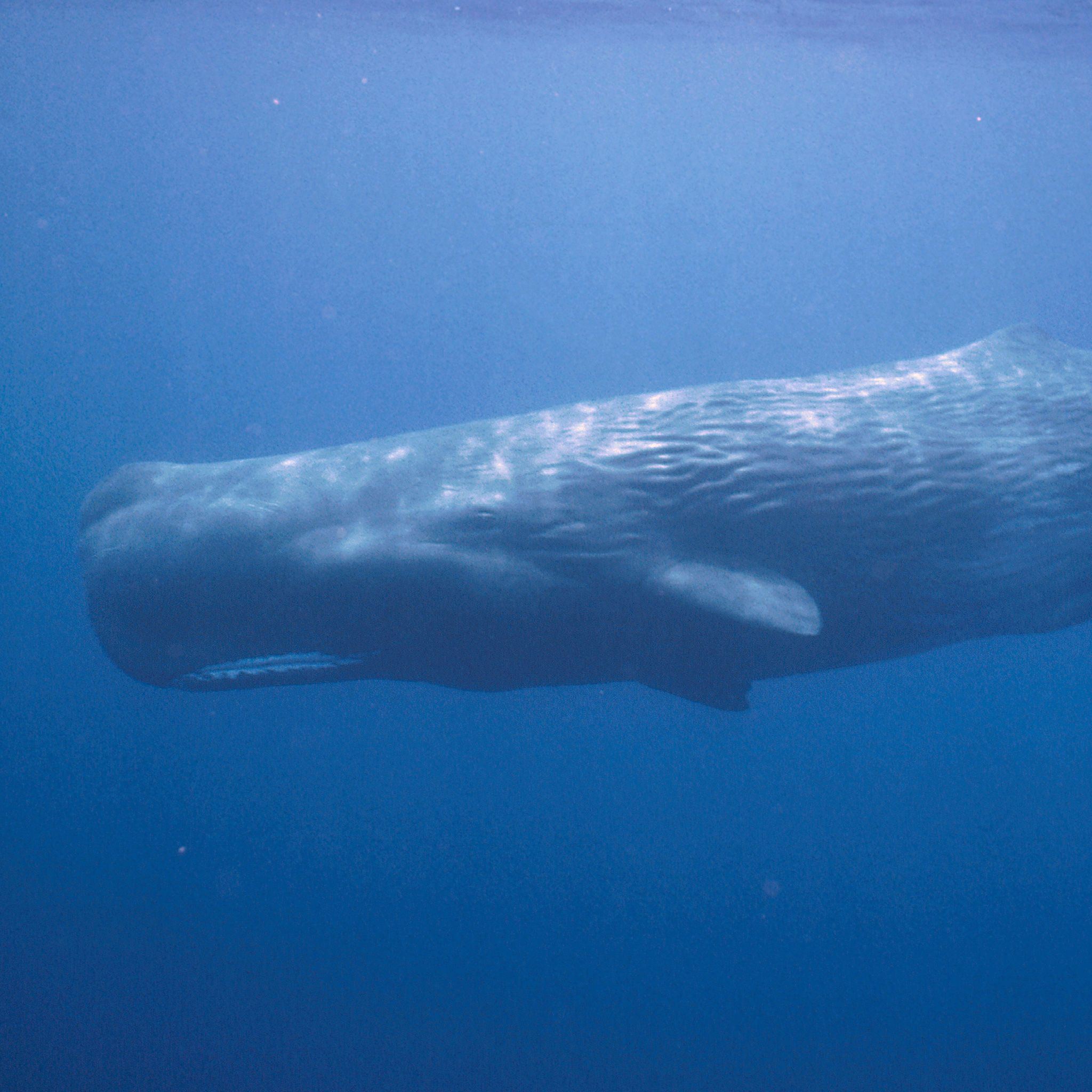 Sperm whale roar