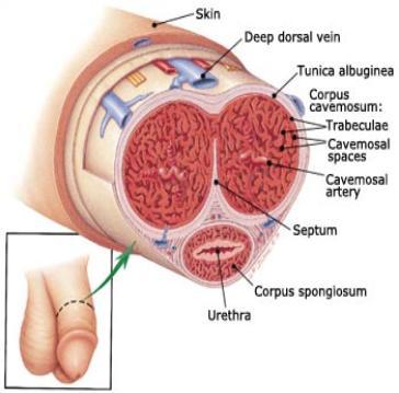 Alias reccomend Anatomy of a male orgasm