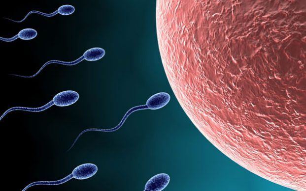 best of Men clue sperm cells find cure Scientists infertility