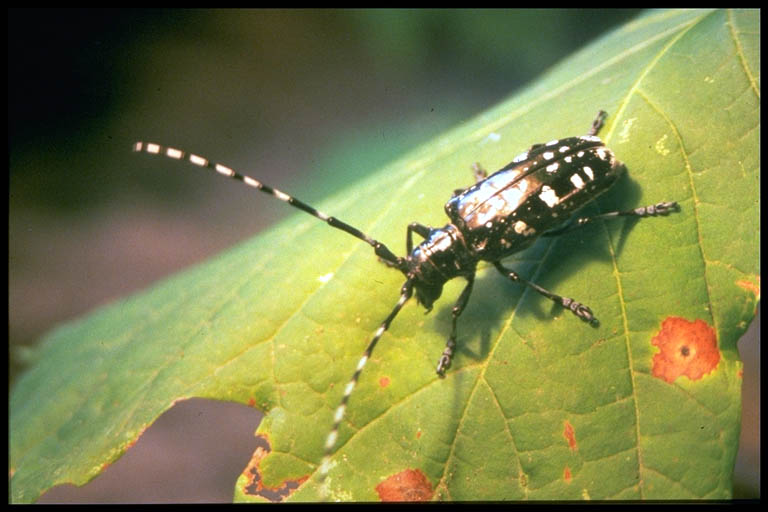 Rep reccomend Asian longhorned beetle and humans