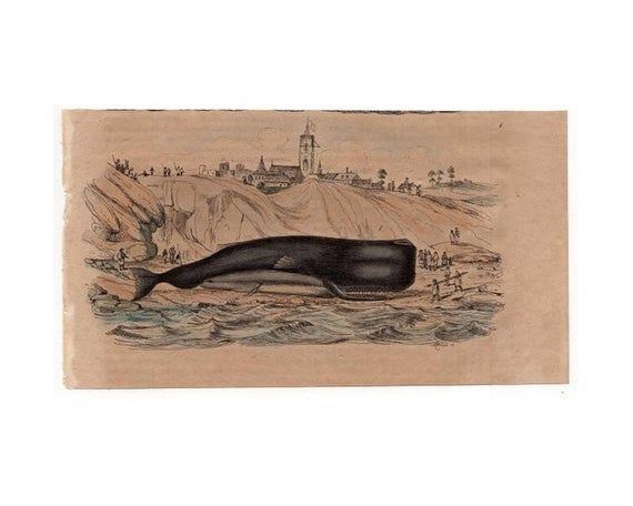 best of Whale French engraving sperm