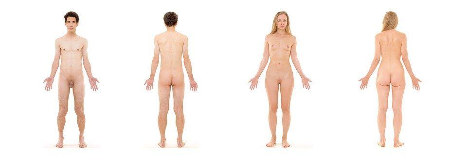 Anatomy naked picture
