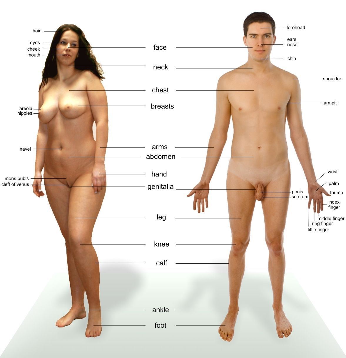 Anatomy naked picture