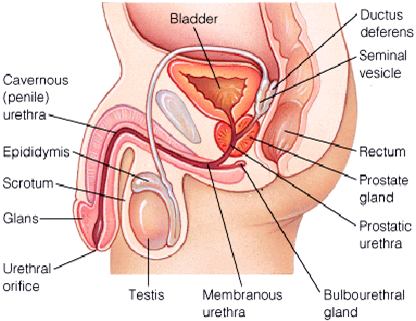 Anatomy of a male orgasm