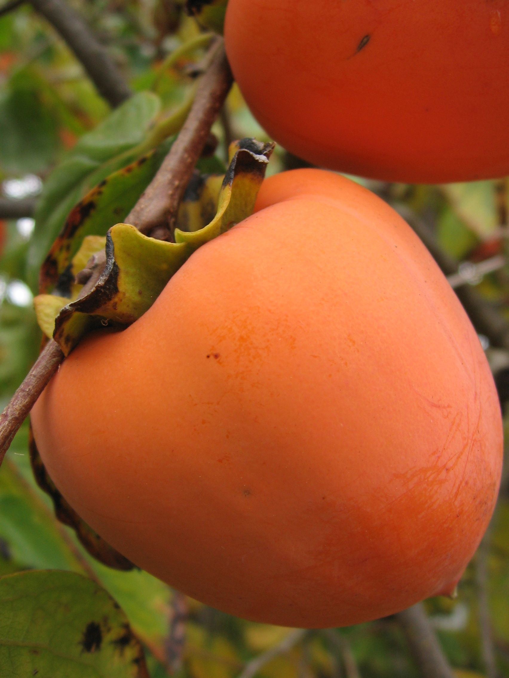 Bullseye reccomend Asian persimmon production