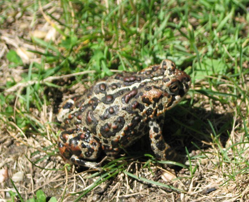 Mad M. reccomend Asian river toads habitat