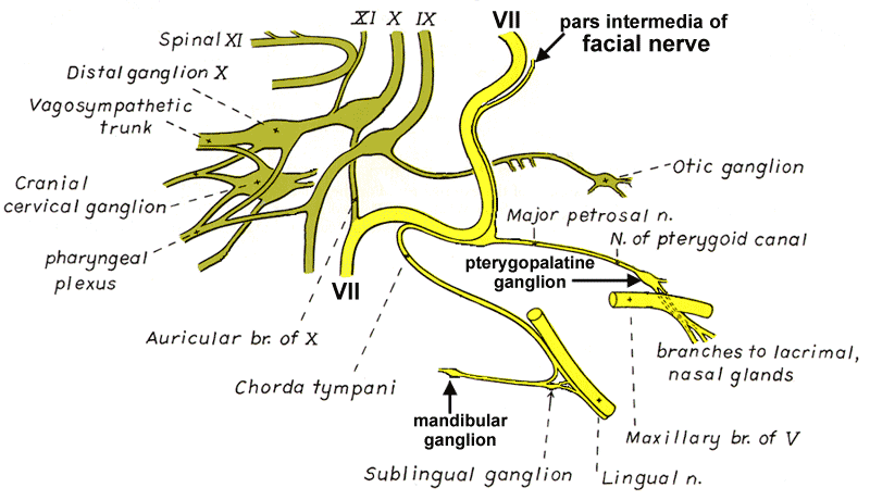 Branches of the facial nerve