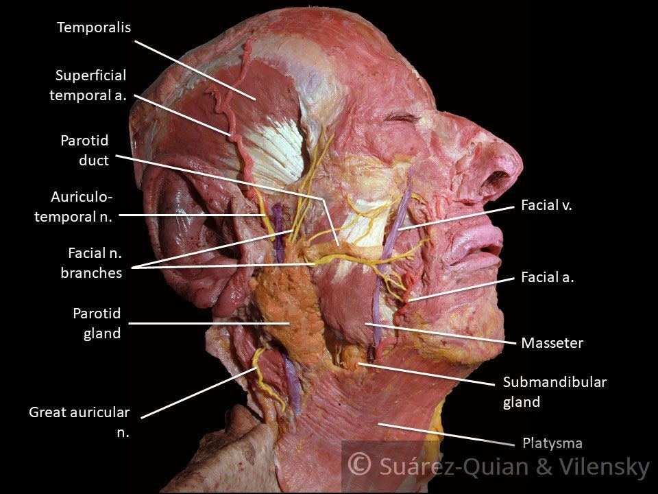 Branches of the facial nerve