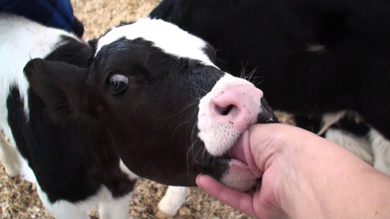 Calf sucking twink