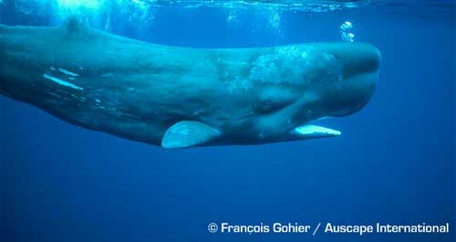 Princess P. reccomend Sperm whale mating groups