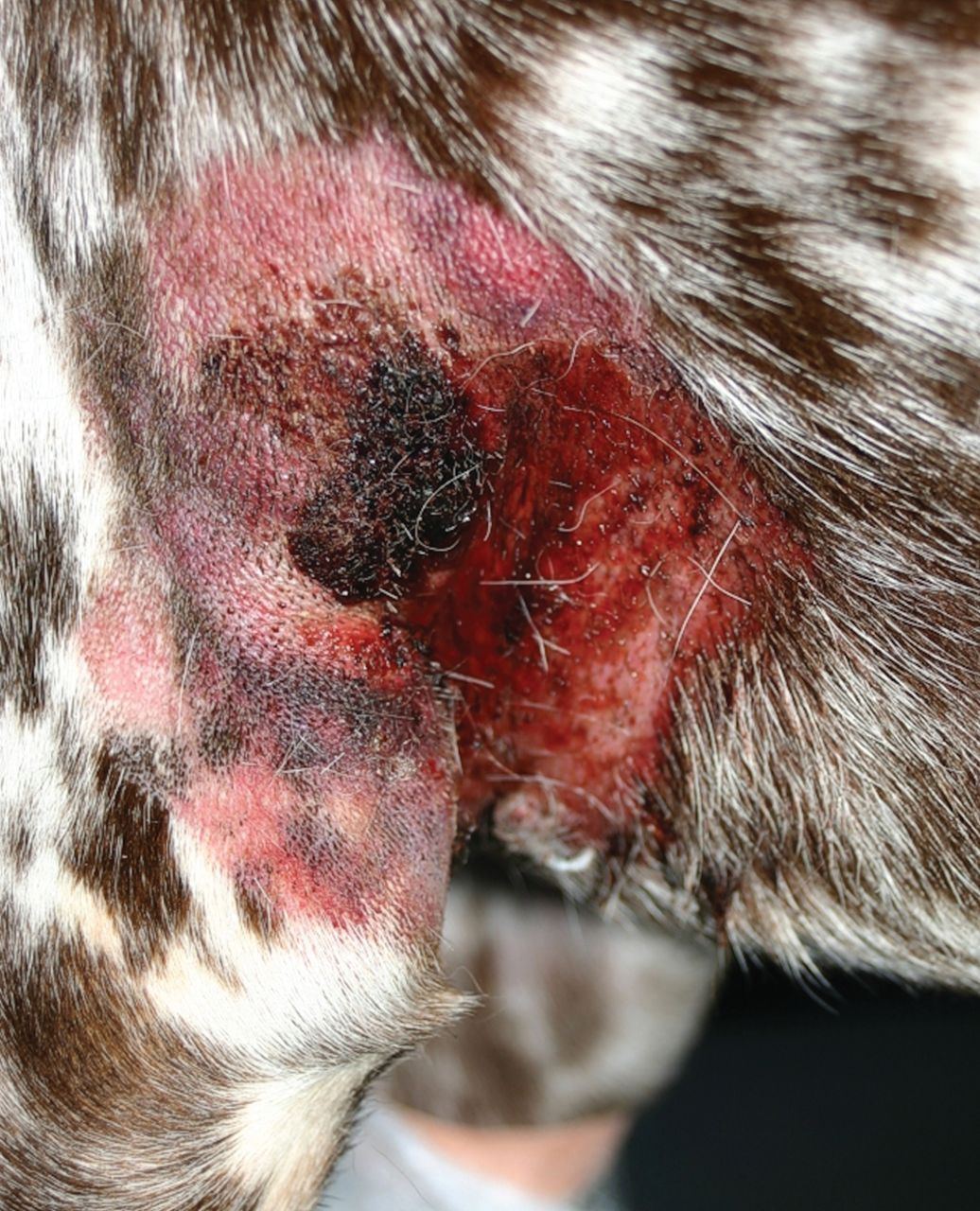 best of Cellulitus gland Canine anal