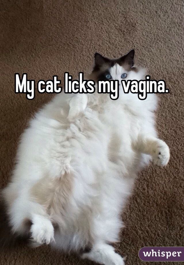 Blue L. reccomend Cat lick my vagina