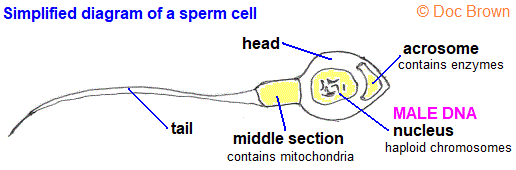 Mad M. reccomend Cell diagram sperm