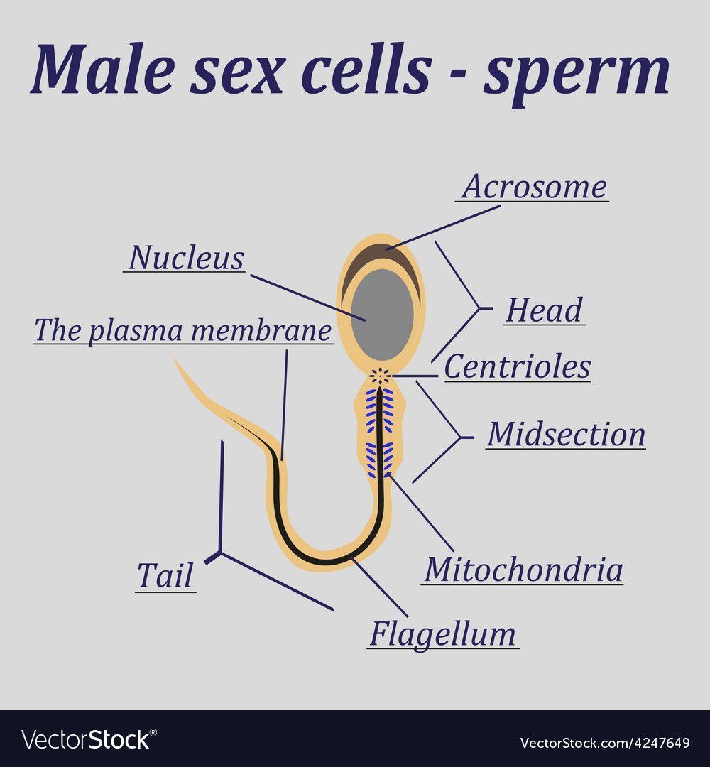 best of Diagram sperm Cell
