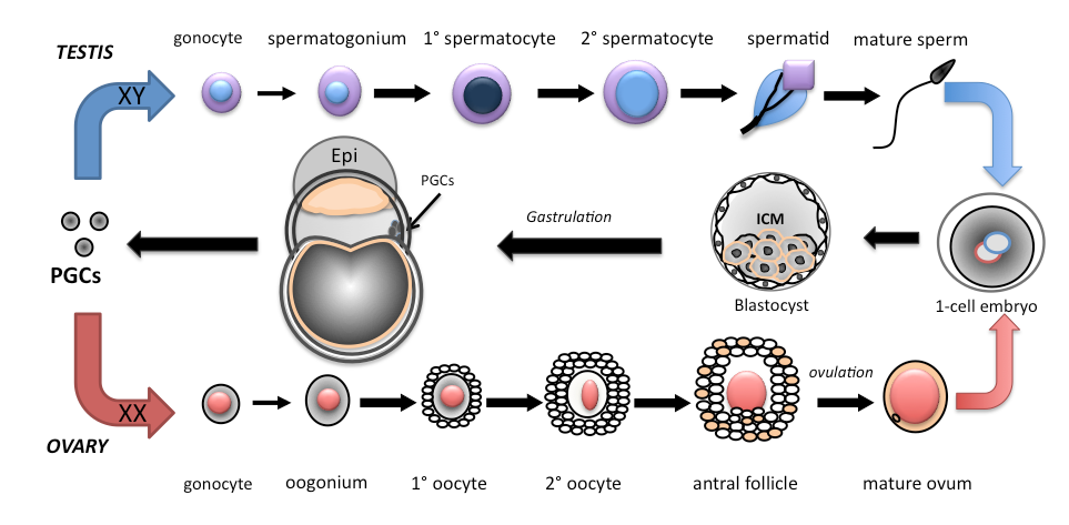 Chip S. reccomend Cell life span sperm