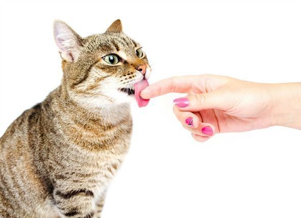 best of Theirs lick do Why cats