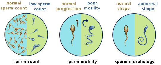 best of And morphology Vitamins sperm