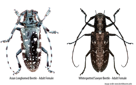 Asian longhorned beetle or pine sawyer
