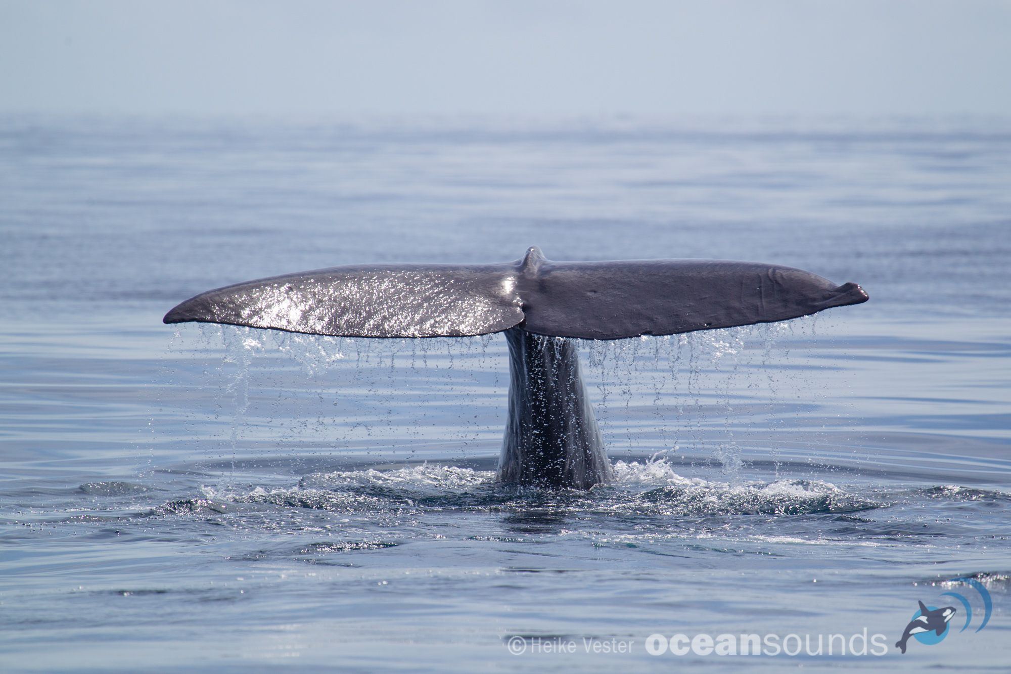 Sperm whale resources 1800