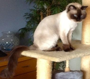 best of Balinese cat Shaved