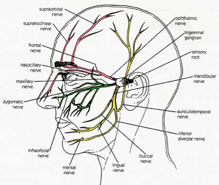 Facial peripheral nerve damage dental