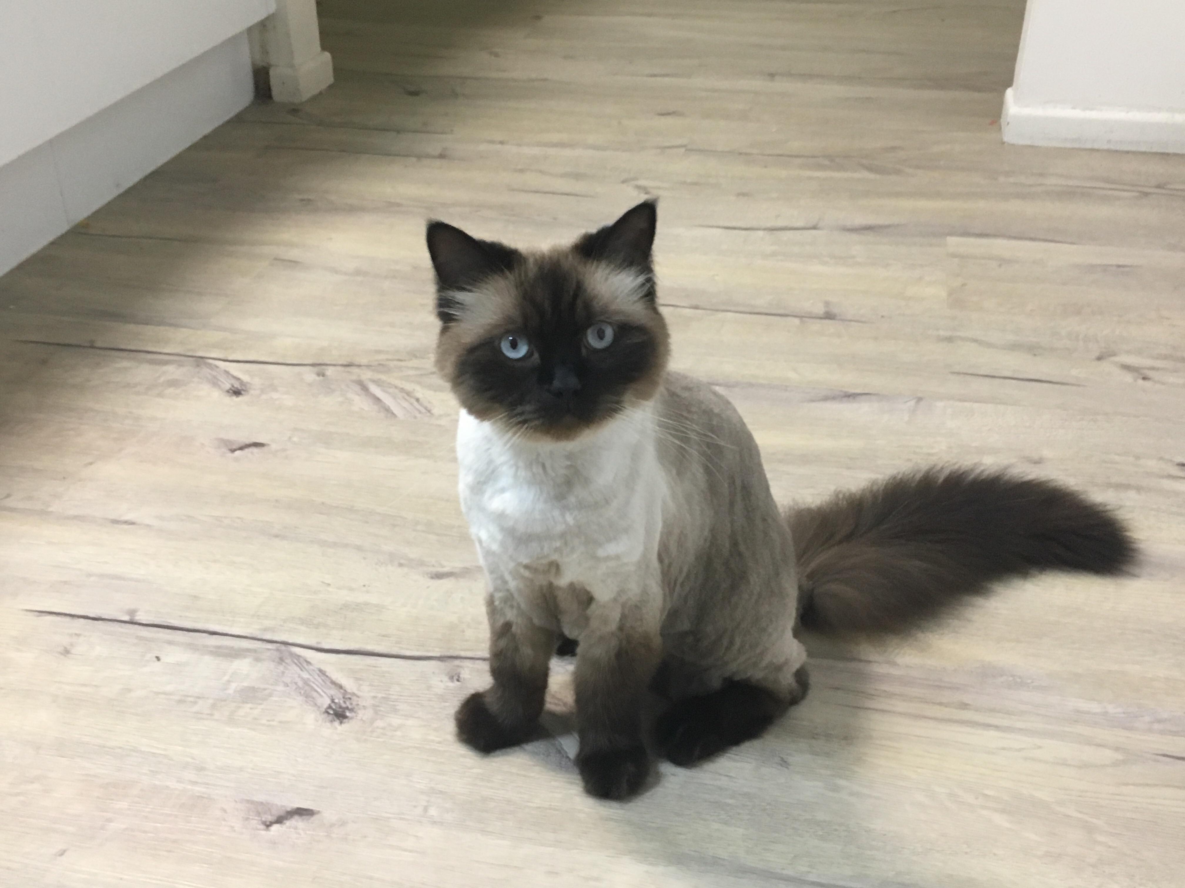 Shaved balinese cat