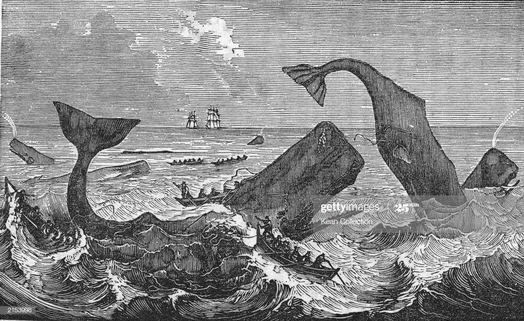 French engraving sperm whale