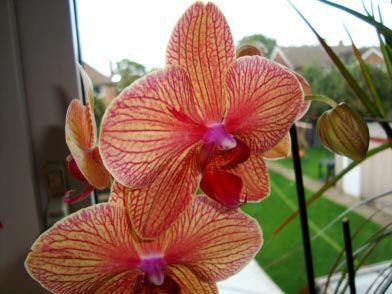 best of Mature orchids Get