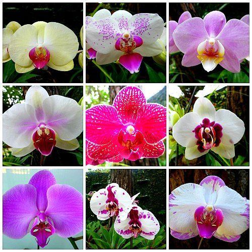 best of Mature orchids Get